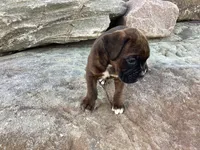 AKC Brock, a male Boxer for sale in Bradford, OH – 4 of 6