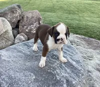 AKC Breese, a female Boxer for sale in Bradford, OH – 1 of 5