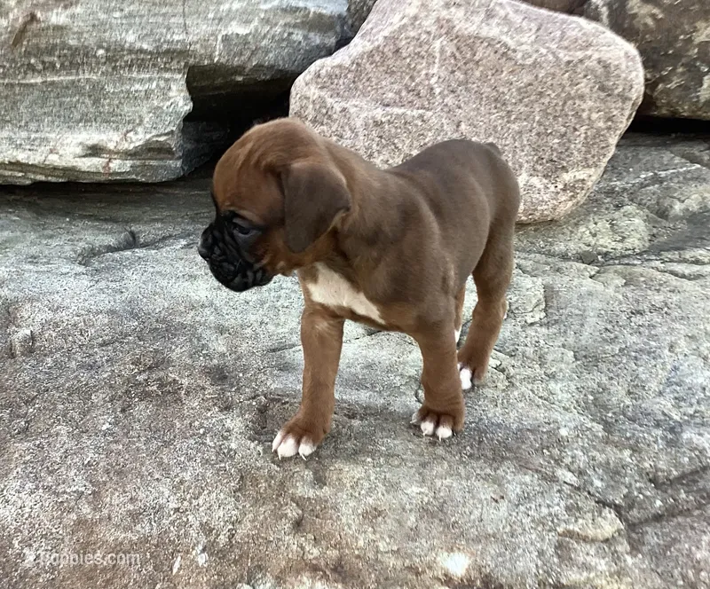 AKC Baron – Boxer puppy for sale in Bradford, OH
