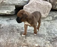 AKC Baron, a male Boxer for sale in Bradford, OH – 1 of 5