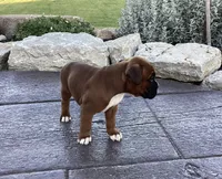 AKC Blake, a male Boxer for sale in Bradford, OH – 3 of 5