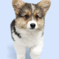 AKC Anna ( a FLUFFY), a female Pembroke Welsh Corgi for sale in Weatherford, TX – Photo 5 of 5