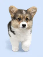 AKC Anna ( a FLUFFY), a female Pembroke Welsh Corgi for sale in Weatherford, TX – Photo 5 of 5