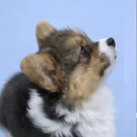 AKC Anna ( a FLUFFY), a female Pembroke Welsh Corgi for sale in Weatherford, TX – Photo 3 of 5