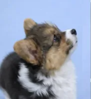 AKC Anna ( a FLUFFY), a female Pembroke Welsh Corgi for sale in Weatherford, TX – Photo 3 of 5