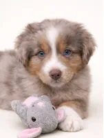 processed/e9a09c7f-643b-4c6c-b2dd-2db83e2ecd40/listing/9e292b33-1db8-4345-86d6-73a1b95f2735/525d8f2d-426f-4961-8ba5-e6e20e52778b