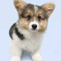 AKC Anna ( a FLUFFY), a female Pembroke Welsh Corgi for sale in Weatherford, TX – Photo 4 of 5
