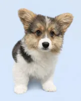 AKC Anna ( a FLUFFY), a female Pembroke Welsh Corgi for sale in Weatherford, TX – Photo 4 of 5