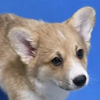 Tucker, a male Pembroke Welsh Corgi for sale in Weatherford, TX – Photo 2 of 4