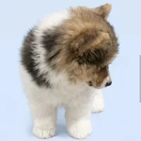 AKC Anna ( a FLUFFY), a female Pembroke Welsh Corgi for sale in Weatherford, TX – Photo 2 of 5