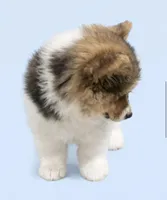 AKC Anna ( a FLUFFY), a female Pembroke Welsh Corgi for sale in Weatherford, TX – Photo 2 of 5