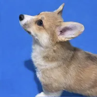 Tucker, a male Pembroke Welsh Corgi for sale in Weatherford, TX – Photo 4 of 4