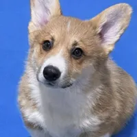 Tucker, a male Pembroke Welsh Corgi for sale in Weatherford, TX – Photo 1 of 4