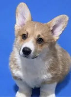 Tucker, a male Pembroke Welsh Corgi for sale in Weatherford, TX – Photo 1 of 4