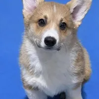 Tucker, a male Pembroke Welsh Corgi for sale in Weatherford, TX – Photo 3 of 4