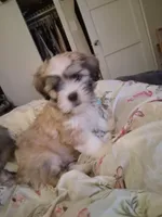 Bernie, a male Maltipoo and Shih Tzu for sale in Los Angeles, CA – Photo 2 of 5