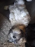 Bernie, a male Maltipoo and Shih Tzu for sale in Los Angeles, CA – Photo 4 of 5