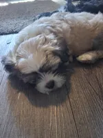 Bernie, a male Maltipoo and Shih Tzu for sale in Los Angeles, CA – Photo 3 of 5