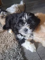 Cookie, a female Maltipoo and Shih Tzu for sale in Los Angeles, CA – Photo 4 of 6