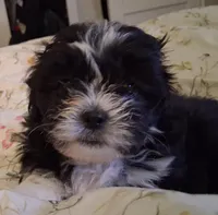 Cookie, a female Maltipoo and Shih Tzu for sale in Los Angeles, CA – Photo 5 of 6