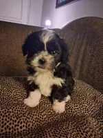 Cookie, a female Maltipoo and Shih Tzu for sale in Los Angeles, CA – Photo 2 of 6