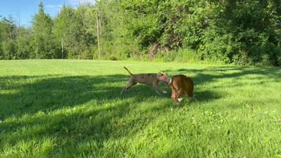 Blanca, a female American Pit Bull Terrier for sale in Staten Island, NY – 4 of 4