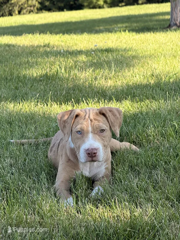 Бланка – American Pit Bull Terrier puppy for sale in Staten Island, NY