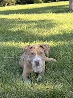Blanca, a female American Pit Bull Terrier for sale in Staten Island, NY – 1 of 4