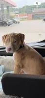 Blanca, a female American Pit Bull Terrier for sale in Staten Island, NY – 3 of 4