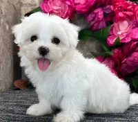 Butter, a female Maltese for sale in Brenham, TX – 2 of 2
