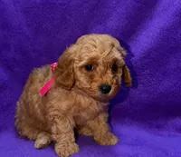 Stunning Toy Poodle, a female Poodle - Toy  for sale in Brenham, TX – 2 of 2