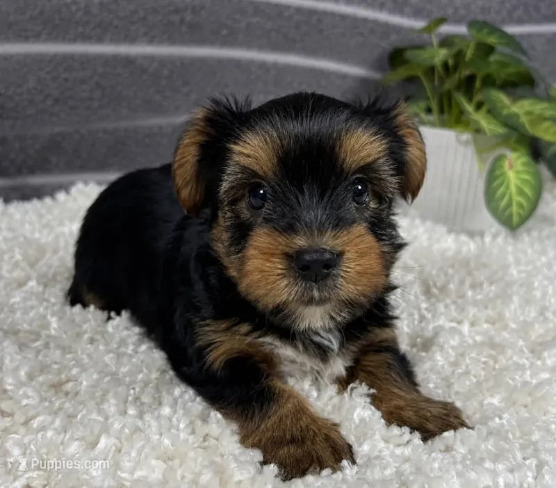 Bug – Yorkshire Terrier puppy for sale in Brenham, TX