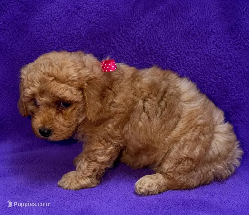 Stunning Toy Poodle – Poodle - Toy  puppy for sale in Brenham, TX