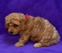 Stunning Toy Poodle, a female Poodle - Toy  for sale in Brenham, TX – 1 of 2