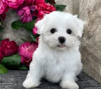 Butter, a female Maltese for sale in Brenham, TX – 1 of 2
