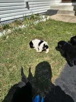 Orange collar , a female Great Pyrenees and Newfoundland for sale in Braham, MN – Photo 3 of 4