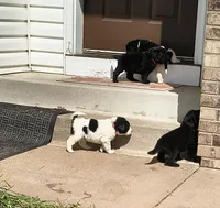 Orange collar , a female Great Pyrenees and Newfoundland for sale in Braham, MN – Photo 2 of 4