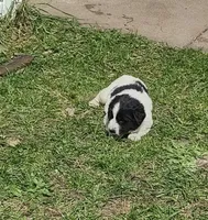 Orange collar , a female Great Pyrenees and Newfoundland for sale in Braham, MN – Photo 1 of 4