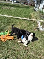 Orange collar , a female Great Pyrenees and Newfoundland for sale in Braham, MN – Photo 4 of 4