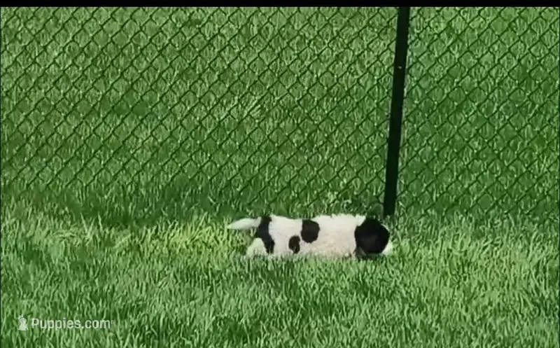 Orange collar  – Great Pyrenees, Newfoundland puppy for sale in Braham, MN