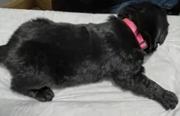 Pink collar , a female Great Pyrenees and Newfoundland for sale in Braham, MN – Photo 3 of 4