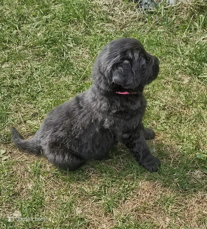 Pink collar  – Great Pyrenees, Newfoundland puppy for sale in Braham, MN
