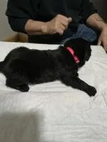 Pink collar , a female Great Pyrenees and Newfoundland for sale in Braham, MN – Photo 4 of 4