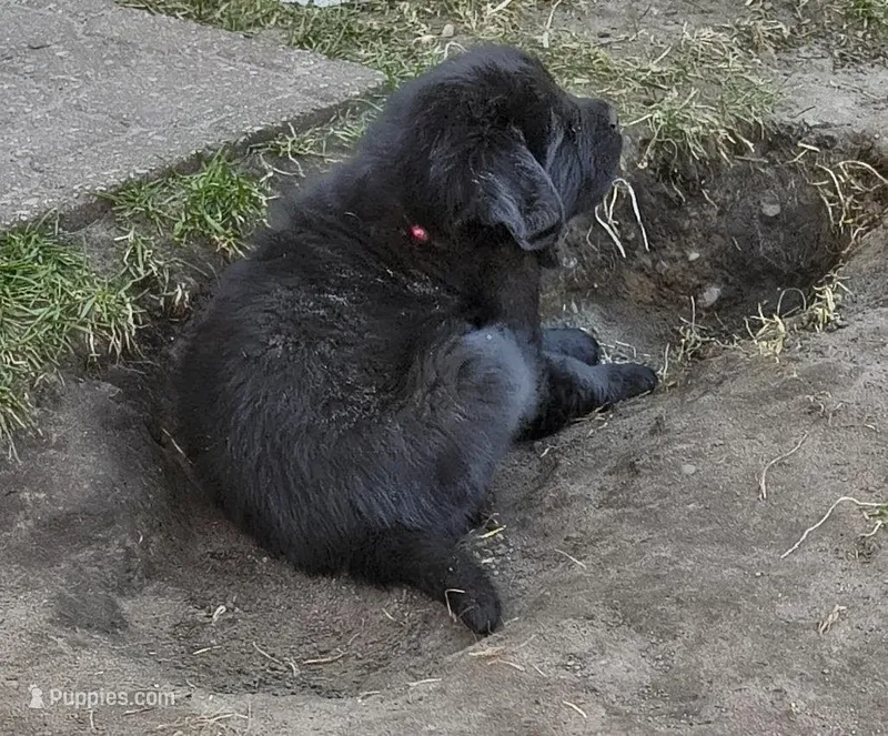 Pink collar  – Great Pyrenees, Newfoundland puppy for sale in Braham, MN
