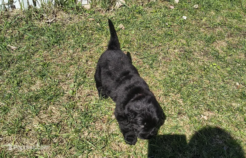 Pink collar  – Great Pyrenees, Newfoundland puppy for sale in Braham, MN