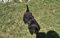 Pink collar , a female Great Pyrenees and Newfoundland for sale in Braham, MN – Photo 1 of 4