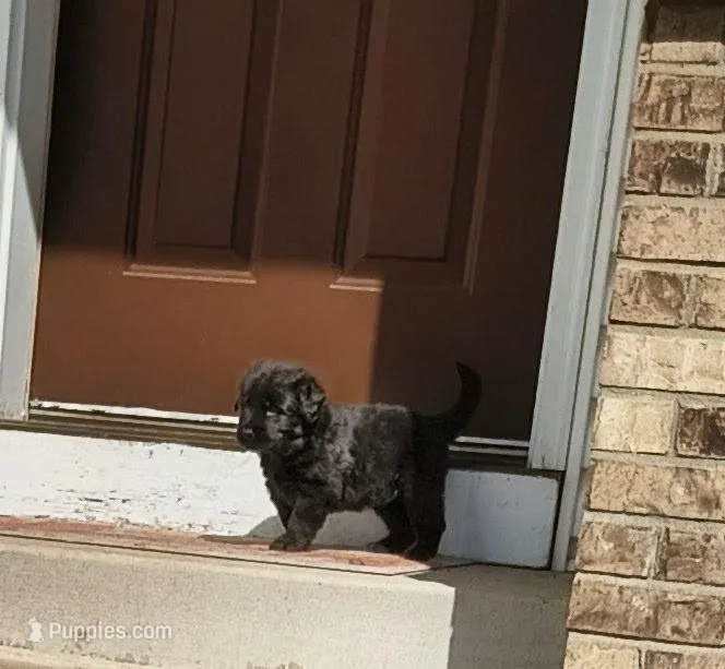 Baby Blue collar  – Great Pyrenees, Newfoundland puppy for sale in Braham, MN