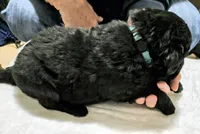 Baby Blue collar , a male Great Pyrenees and Newfoundland for sale in Braham, MN – Photo 2 of 3