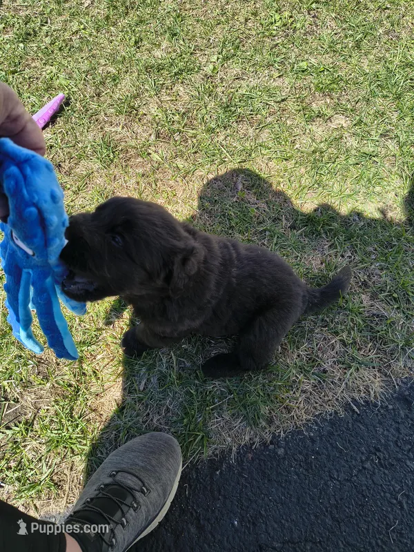 Yellow collar  – Great Pyrenees, Newfoundland puppy for sale in Braham, MN