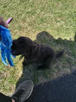 Yellow collar , a male Great Pyrenees and Newfoundland for sale in Braham, MN – Photo 1 of 3